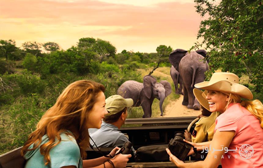 excitement in Safari